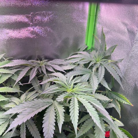 Amsterdam aminesia growlog timeline photo
