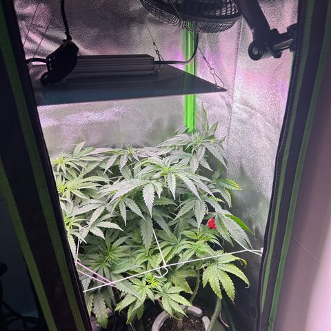 Amsterdam aminesia growlog timeline photo