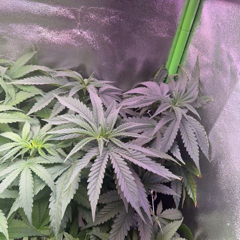 Amsterdam aminesia growlog timeline photo