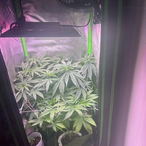 Amsterdam aminesia growlog timeline photo