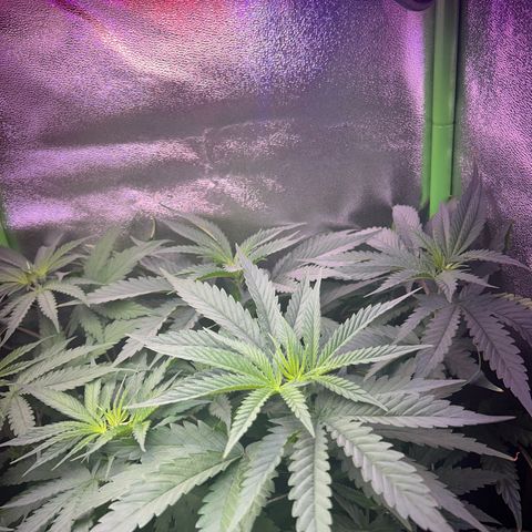 Amsterdam aminesia growlog timeline photo