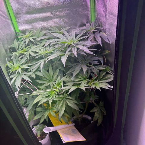 Amsterdam aminesia growlog timeline photo