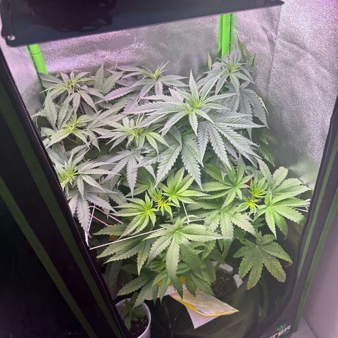 Amsterdam aminesia growlog timeline photo