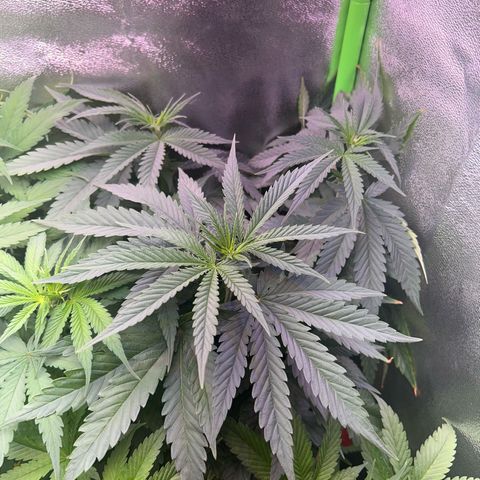 Amsterdam aminesia growlog timeline photo