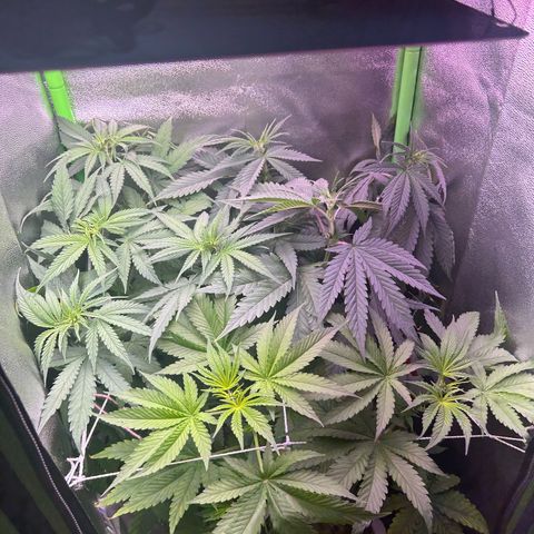 Amsterdam aminesia growlog timeline photo