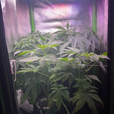 Amsterdam aminesia growlog timeline photo