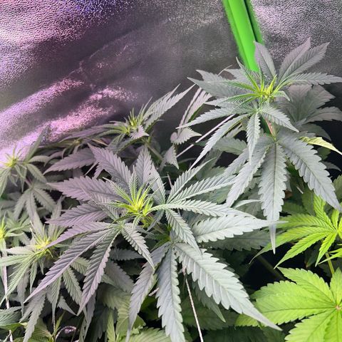 Amsterdam aminesia growlog timeline photo