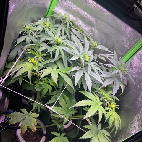 Amsterdam aminesia growlog timeline photo
