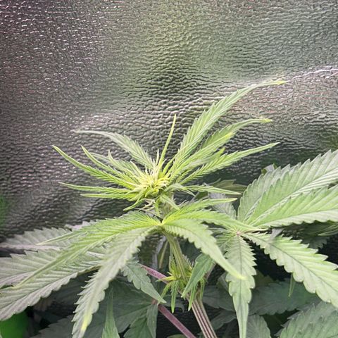 Amsterdam aminesia growlog timeline photo