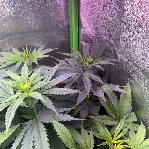 Amsterdam aminesia growlog timeline photo
