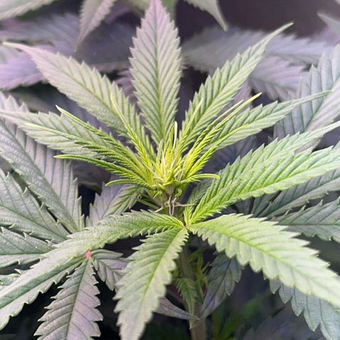 Amsterdam aminesia growlog timeline photo