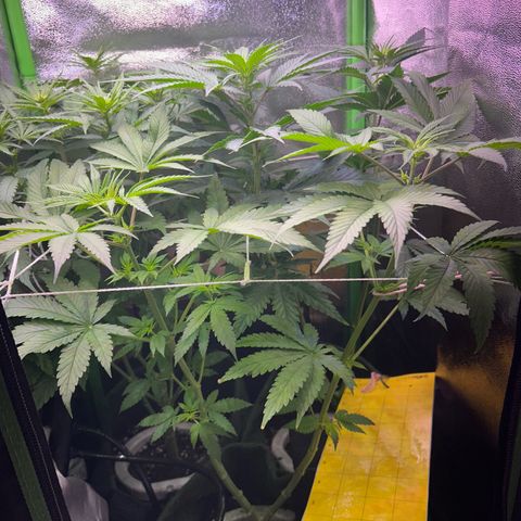 Amsterdam aminesia growlog timeline photo