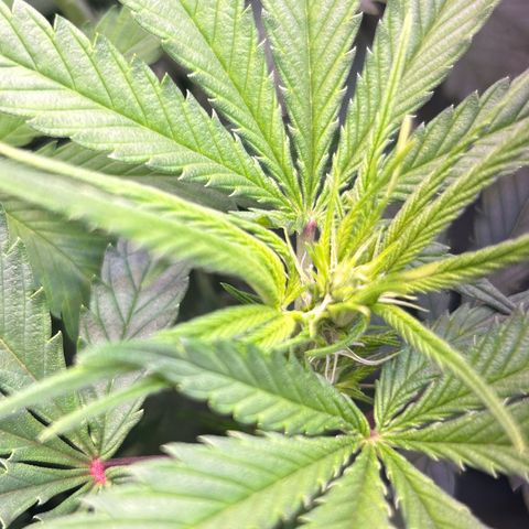 Amsterdam aminesia growlog timeline photo