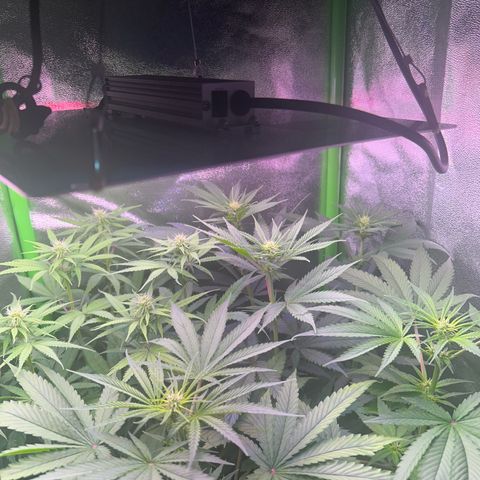 Amsterdam aminesia growlog timeline photo