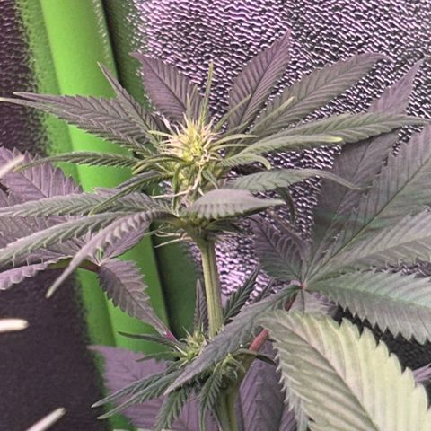 Amsterdam aminesia growlog timeline photo