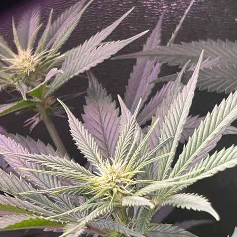 Amsterdam aminesia growlog timeline photo