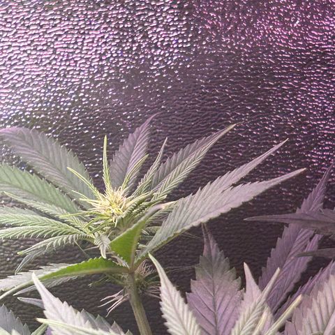 Amsterdam aminesia growlog timeline photo