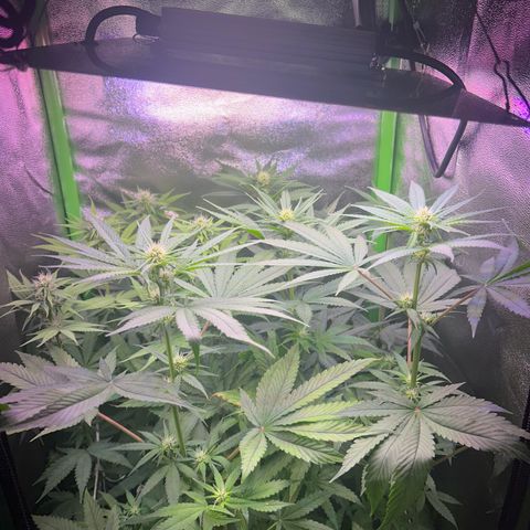 Amsterdam aminesia growlog timeline photo