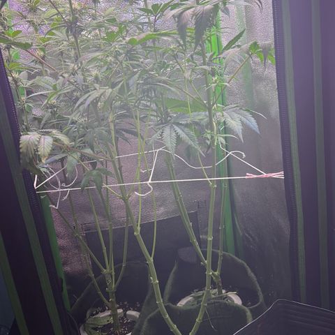Amsterdam aminesia growlog timeline photo