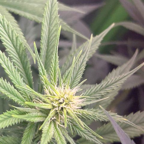 Amsterdam aminesia growlog timeline photo