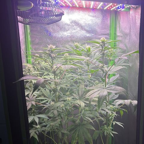 Amsterdam aminesia growlog timeline photo