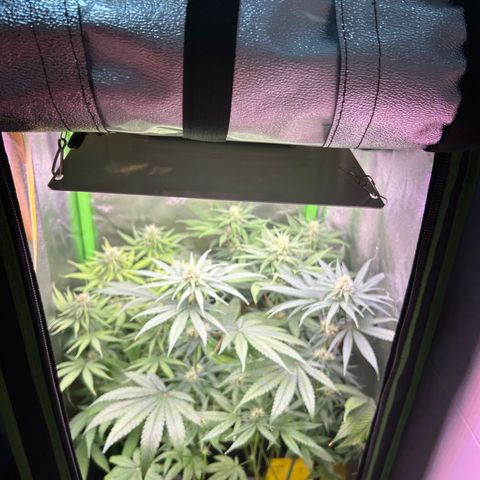 Amsterdam aminesia growlog timeline photo