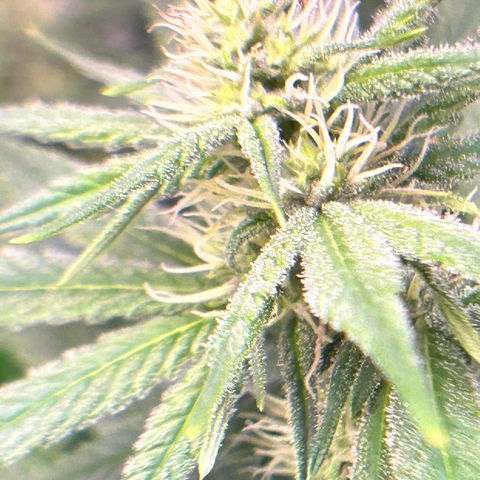 Amsterdam aminesia growlog timeline photo