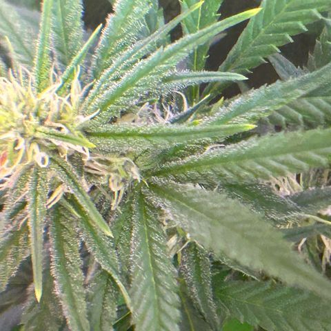 Amsterdam aminesia growlog timeline photo