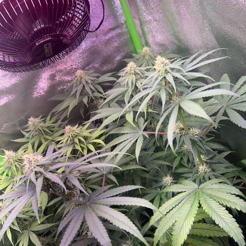 Amsterdam aminesia growlog timeline photo