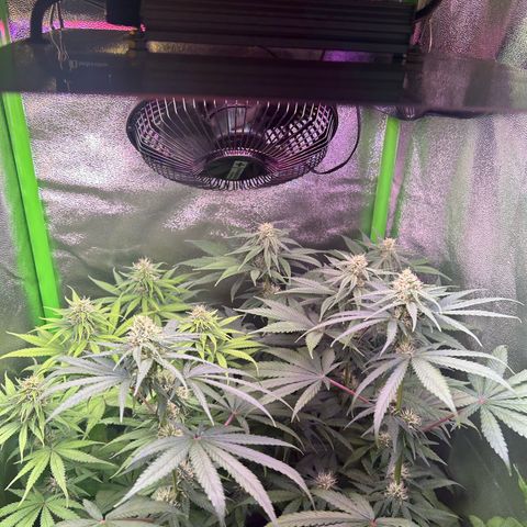 Amsterdam aminesia growlog timeline photo