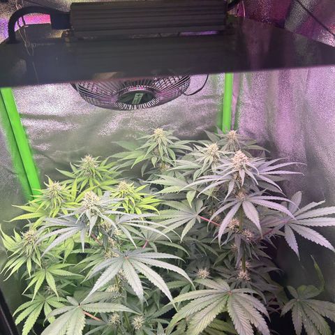 Amsterdam aminesia growlog timeline photo