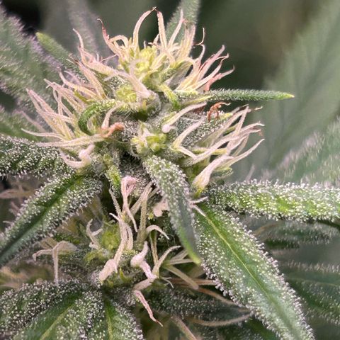 Amsterdam aminesia growlog timeline photo