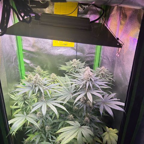Amsterdam aminesia growlog timeline photo