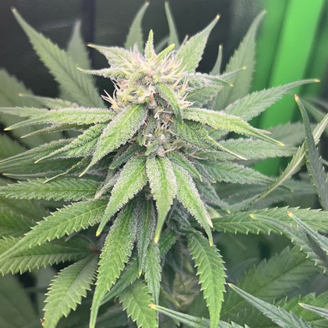 Amsterdam aminesia growlog timeline photo