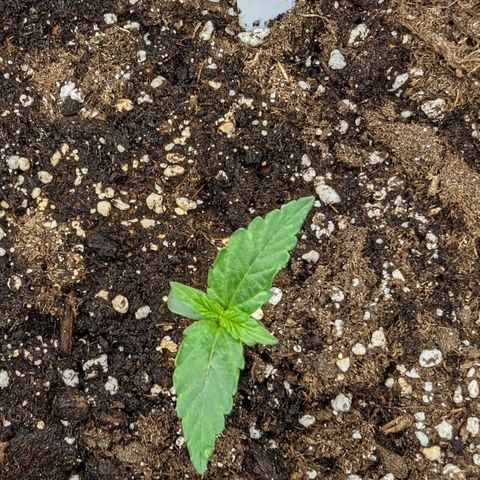 Epsilon growlog timeline photo