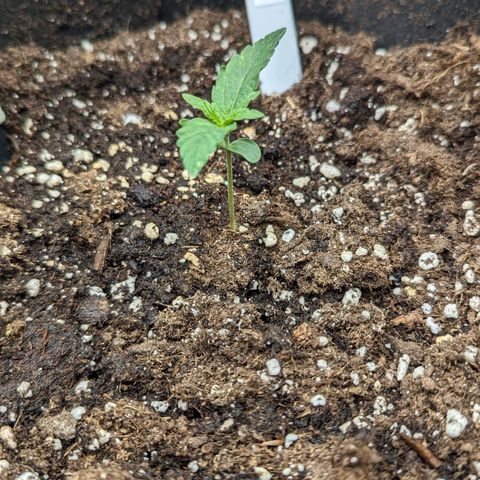 Epsilon growlog timeline photo