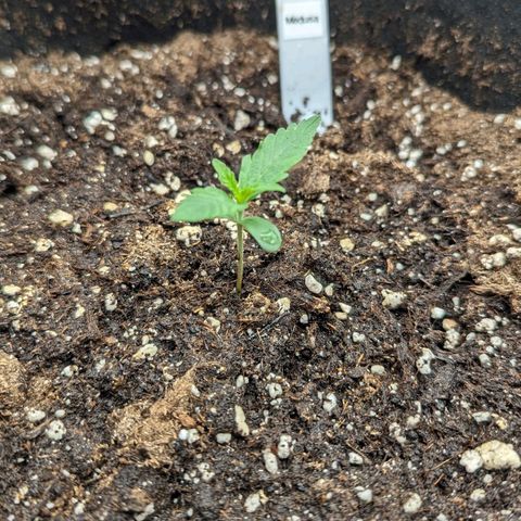 Medusa growlog timeline photo