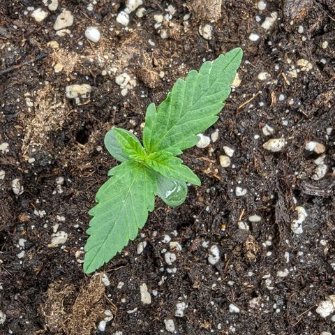 Medusa growlog timeline photo
