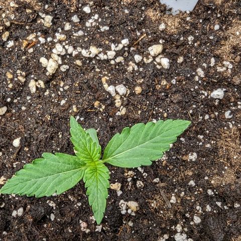 Titan growlog timeline photo