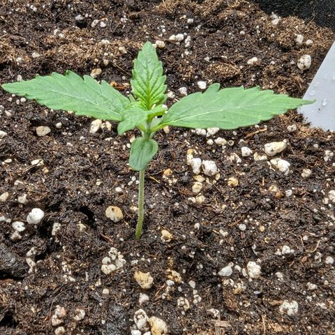 Titan growlog timeline photo