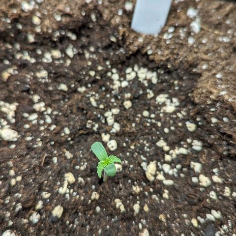 Titan growlog timeline photo