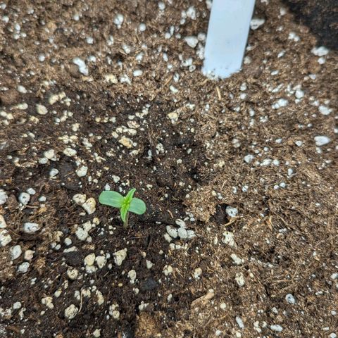 Epsilon growlog timeline photo