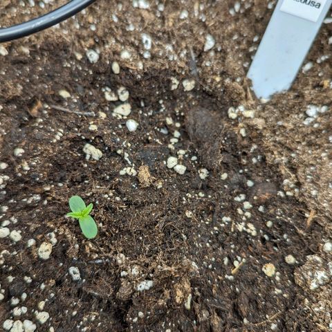 Medusa growlog timeline photo