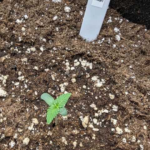 Titan growlog timeline photo