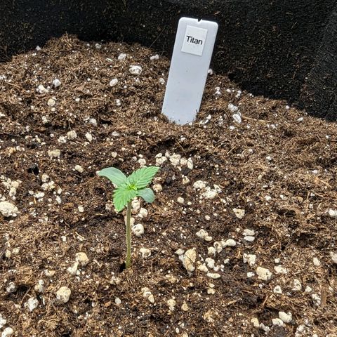 Titan growlog timeline photo