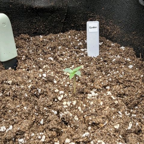 Epsilon growlog timeline photo