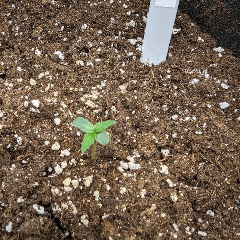 Epsilon growlog timeline photo