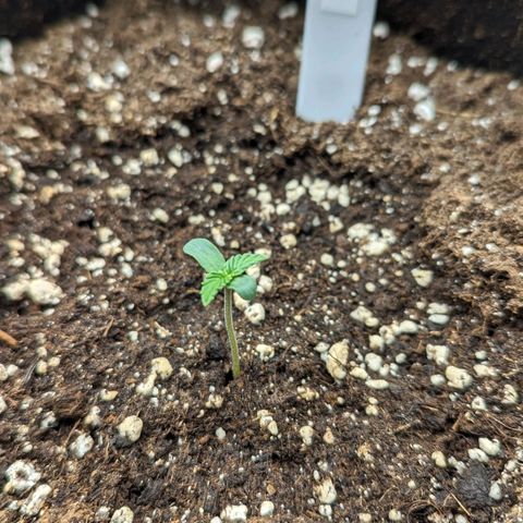 Titan growlog timeline photo