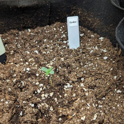Epsilon growlog timeline photo