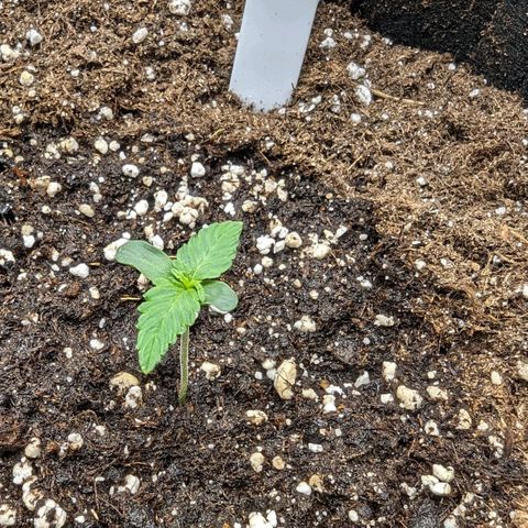 Titan growlog timeline photo